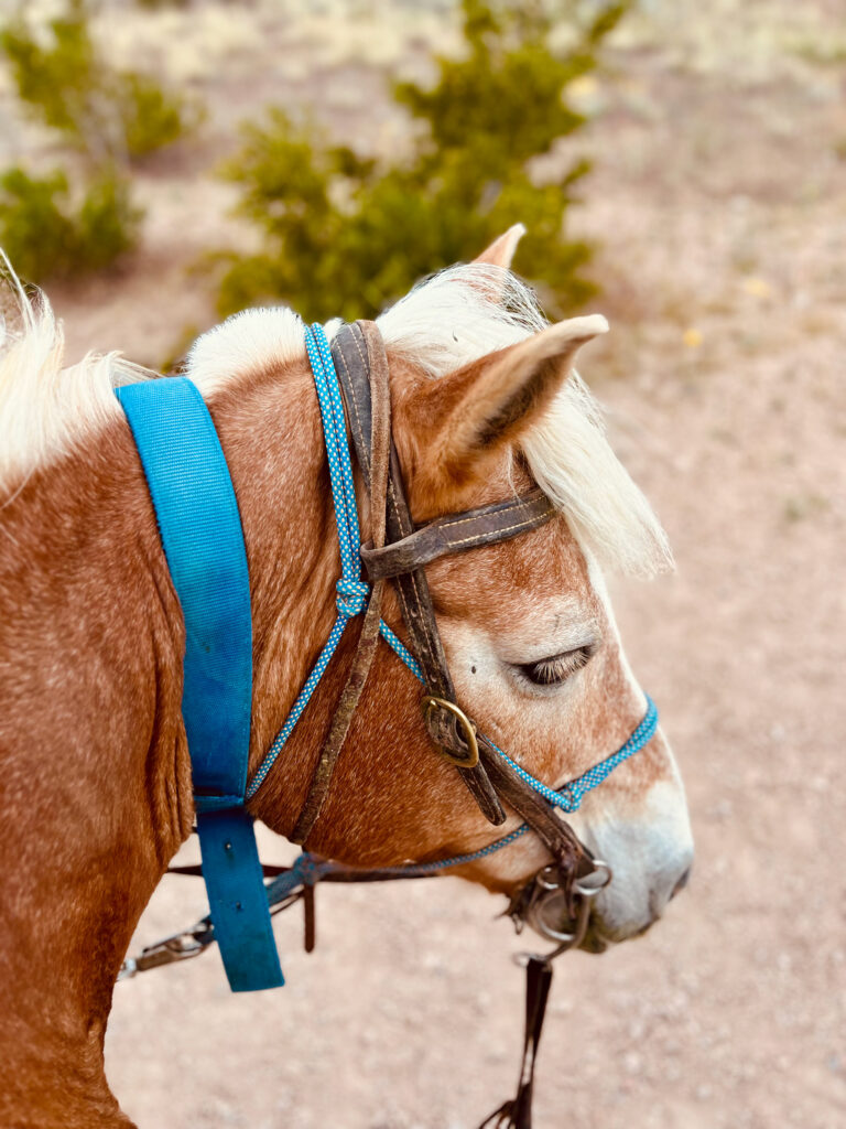 Animal portrait