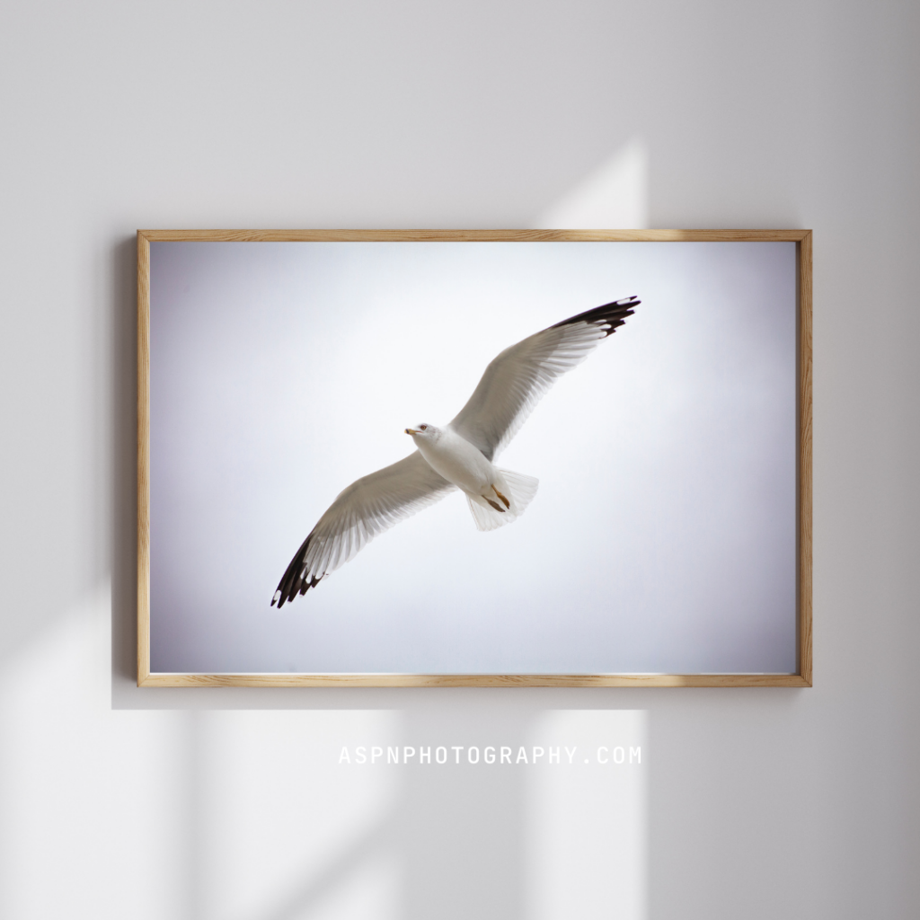 Framed print