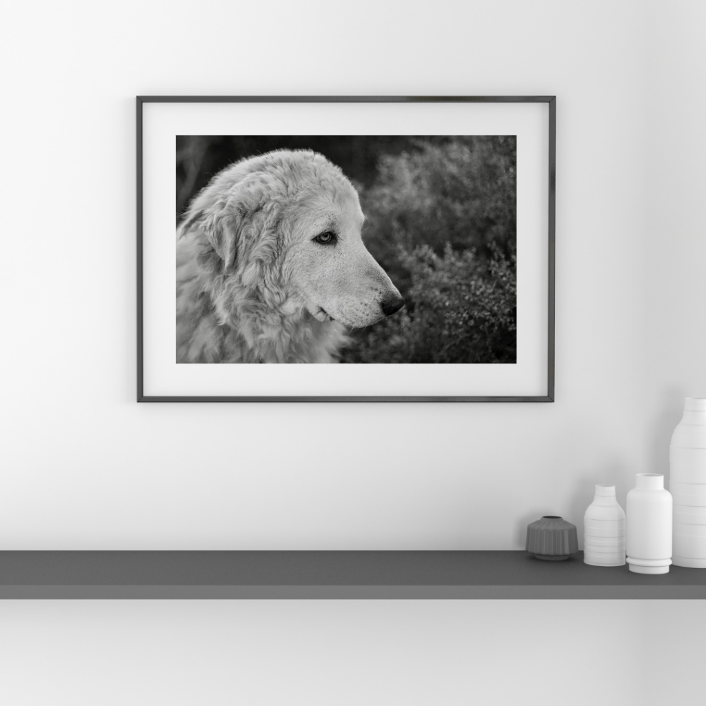 Framed print