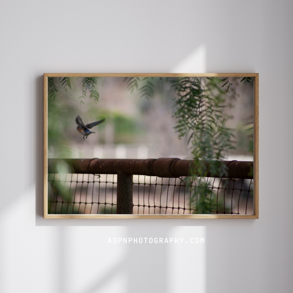 Framed print