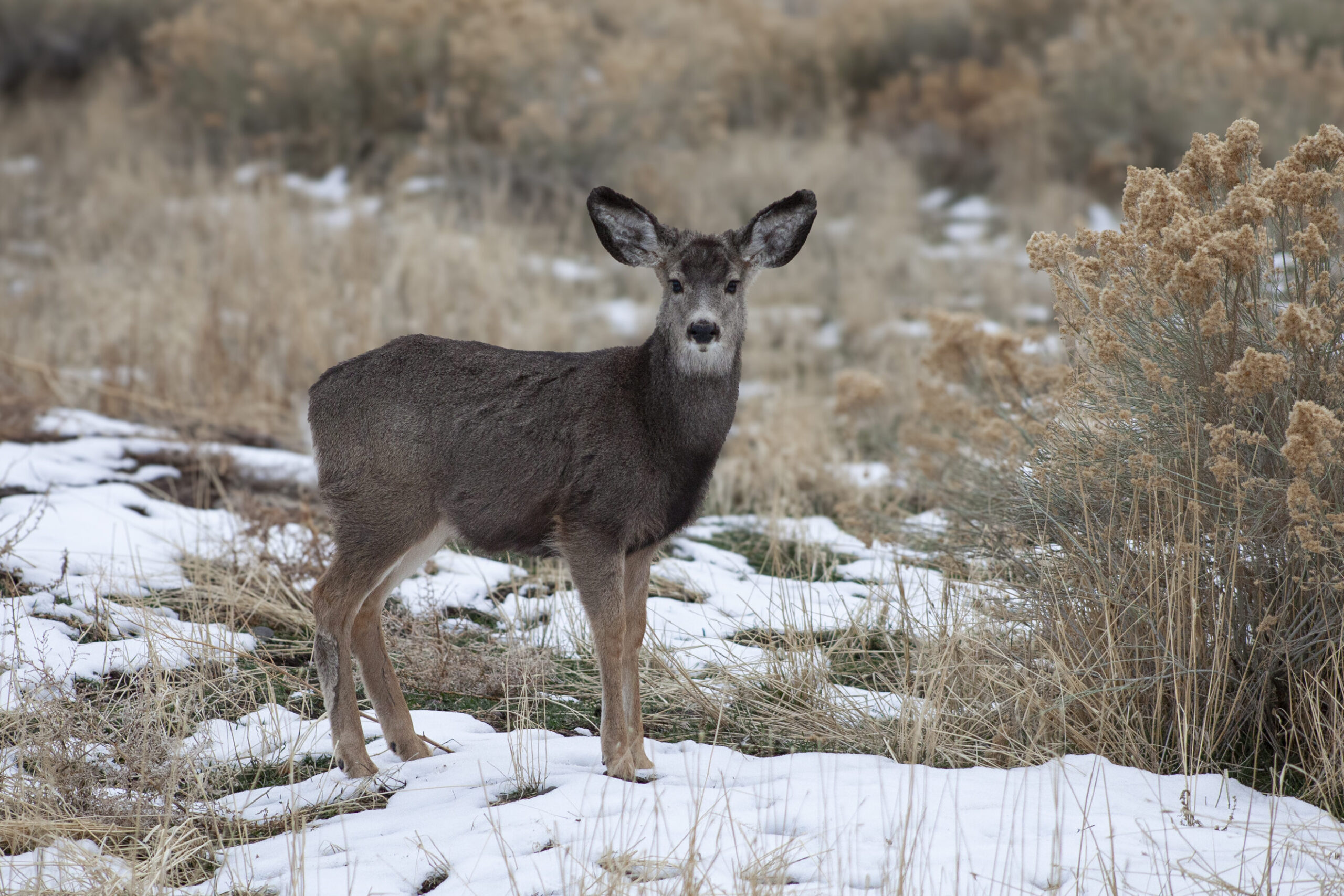 Online photo gallery delivery — ASPN Photography