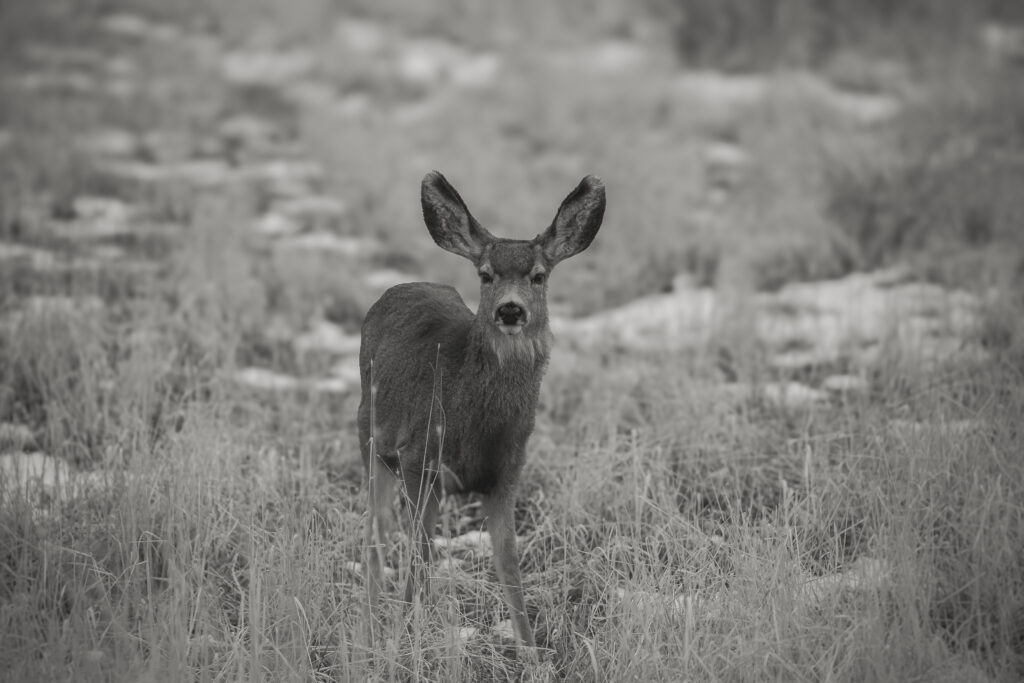 Animal portrait