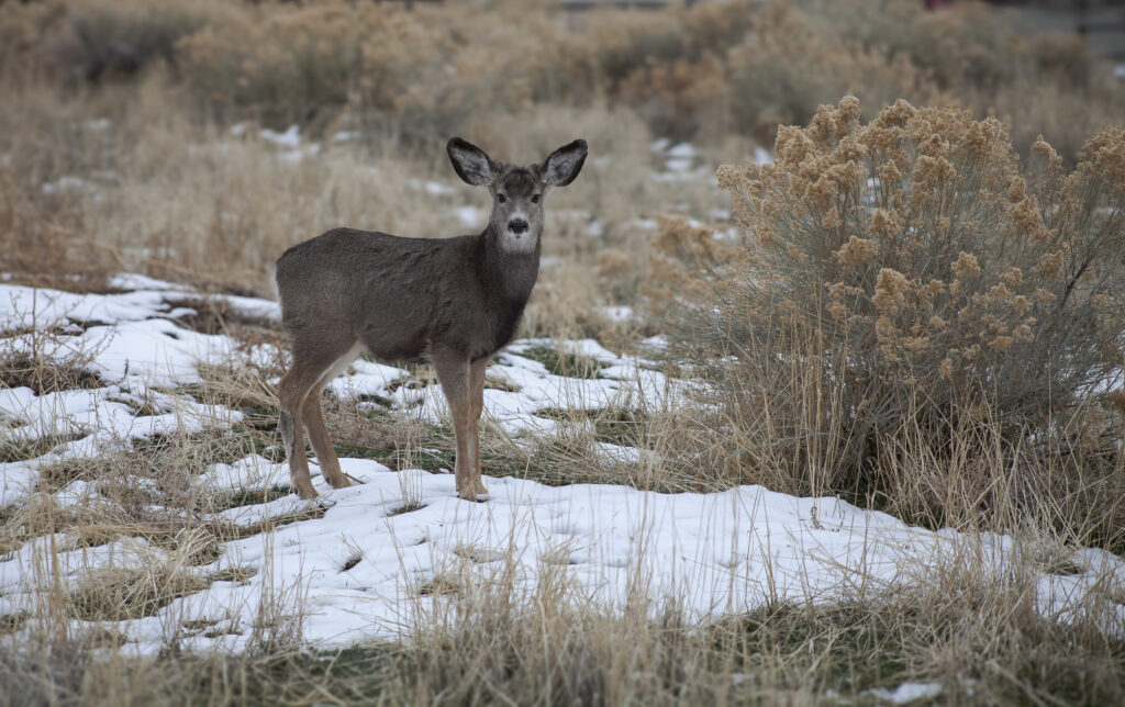 Wildlife