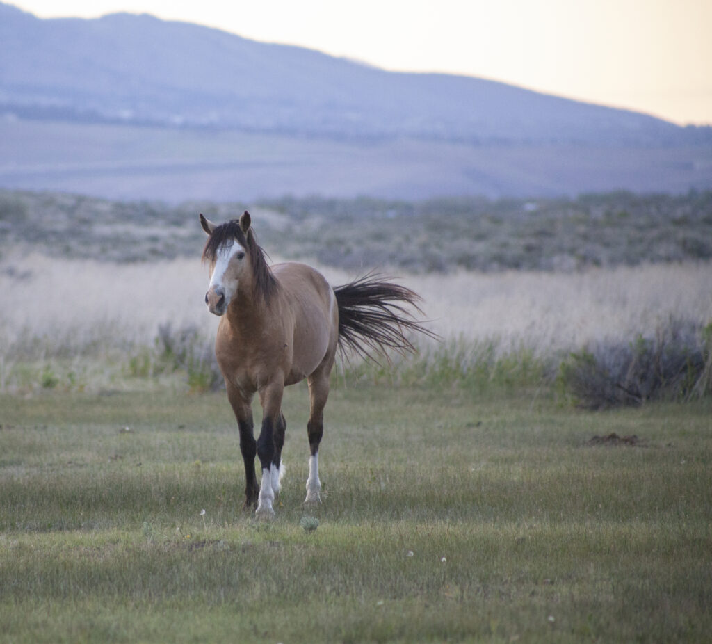 Wild horse herd