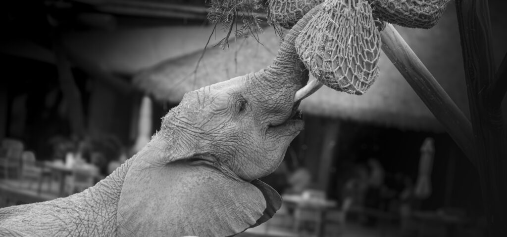 Animal photography