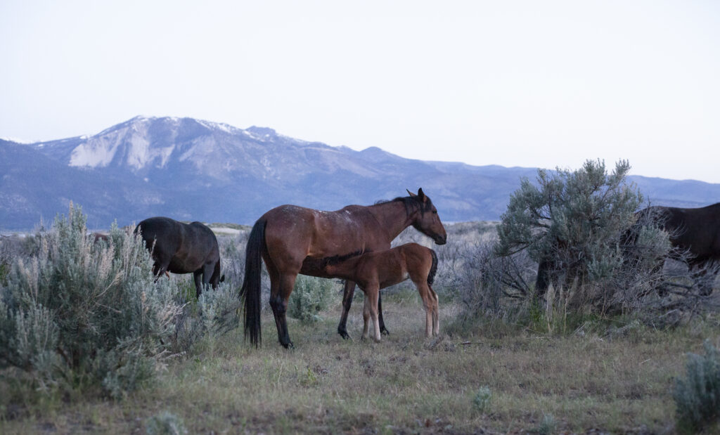 Wild horse herd