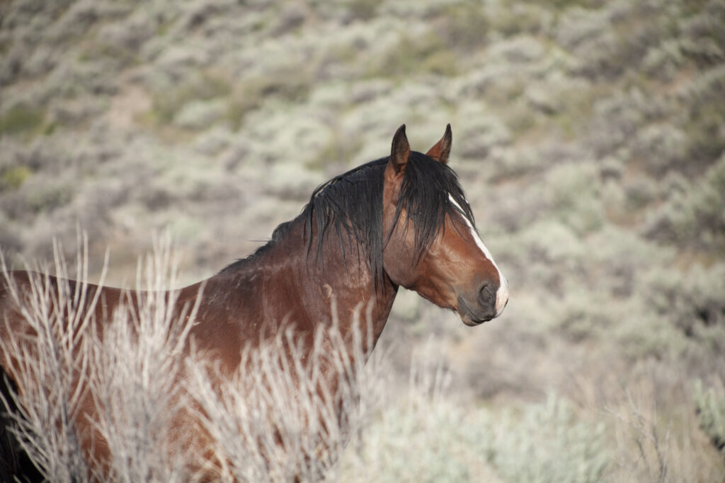 Wild horses landscape