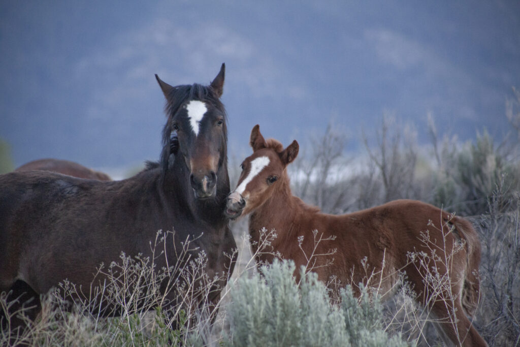 Wild horse