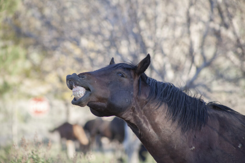 Wild horse action