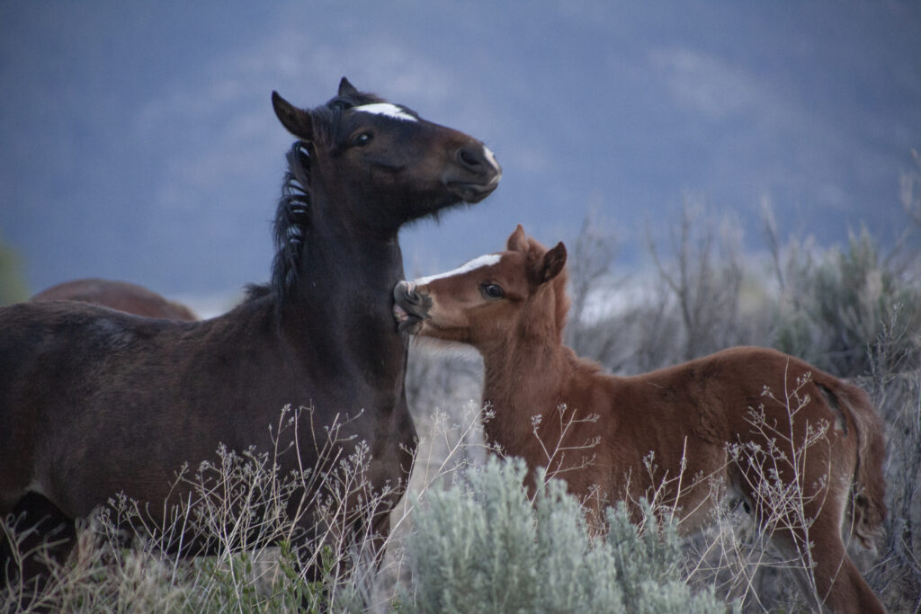 Wild horse