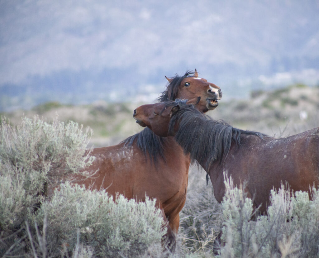 Wild horse close-up