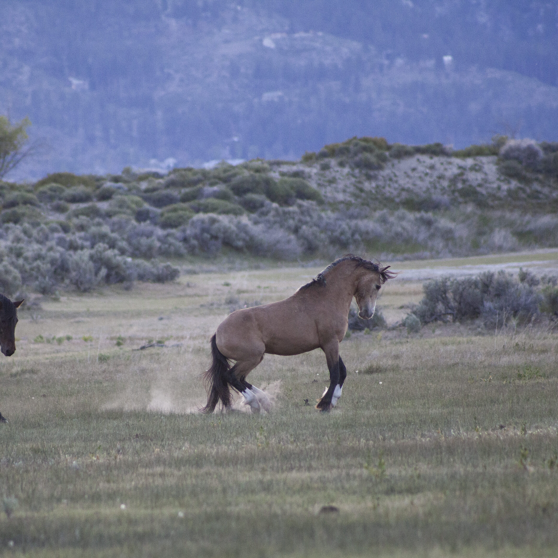 Wild horse portrait