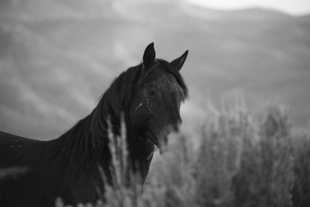 Wild horse