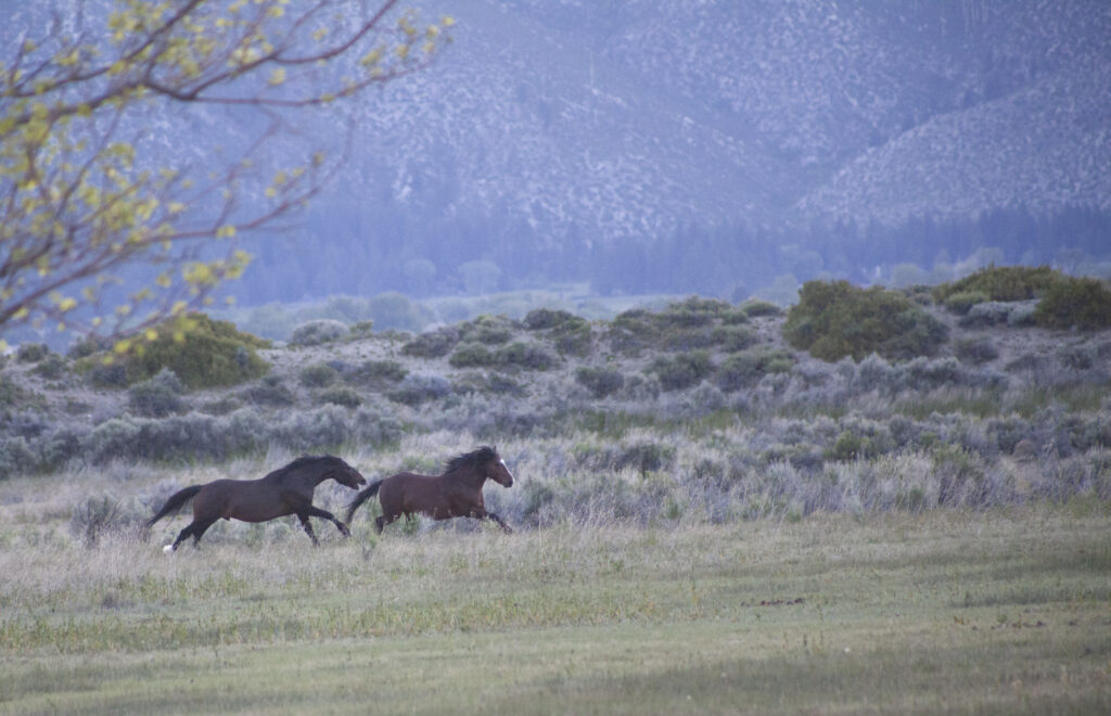 Wild horses