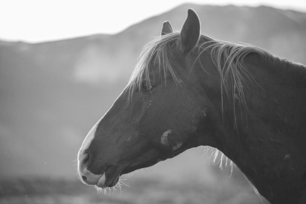 Wild horses Nevada