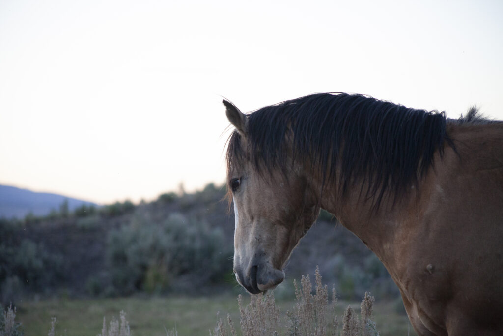 Mustang wild horse